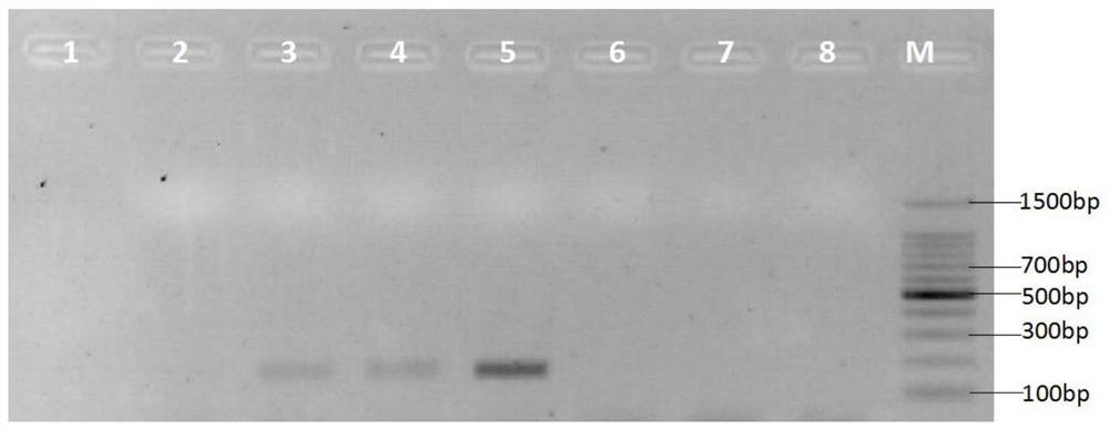 A Rapid Identification Method of Lucilia sericata