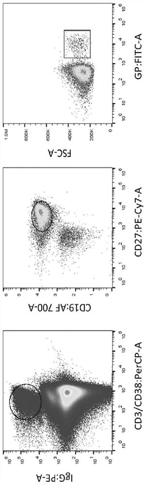 Monoclonal Antibody 5a8 Binding Specifically to Ebola Virus Glycoproteoglycan Cap