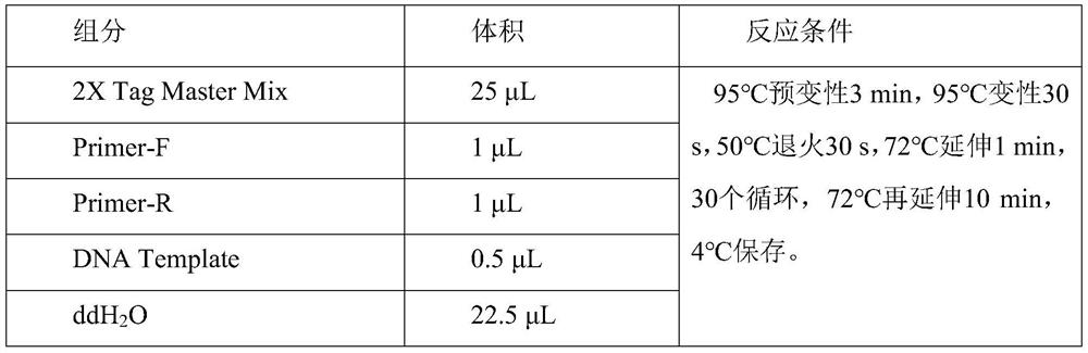 Application of Callerya speciosa endophyte RH5 in promotion of growth of Callerya speciosa