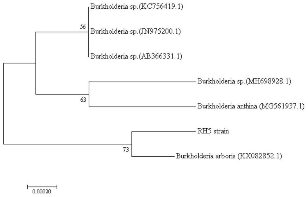 Application of Callerya speciosa endophyte RH5 in promotion of growth of Callerya speciosa
