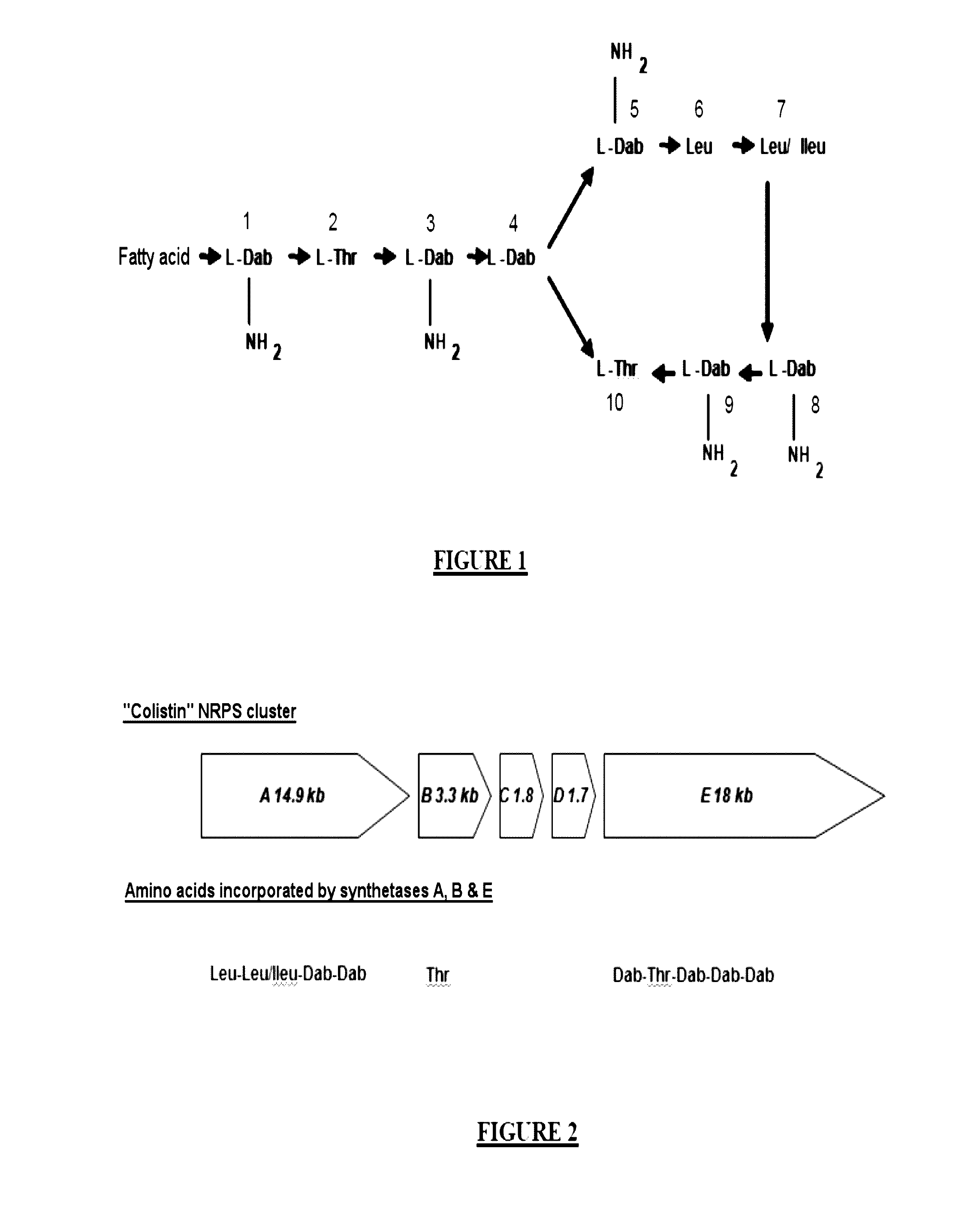 Colistin Synthetases and Corresponding Gene Cluster