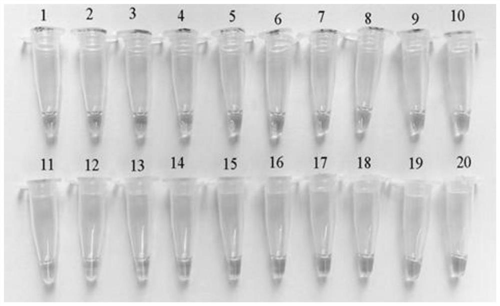 Primer composition, kit and method for rapidly detecting poisonous mushroom russule japonica based on LAMP