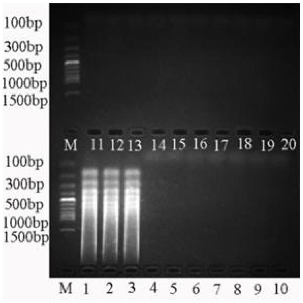 Primer composition, kit and method for rapidly detecting poisonous mushroom russule japonica based on LAMP