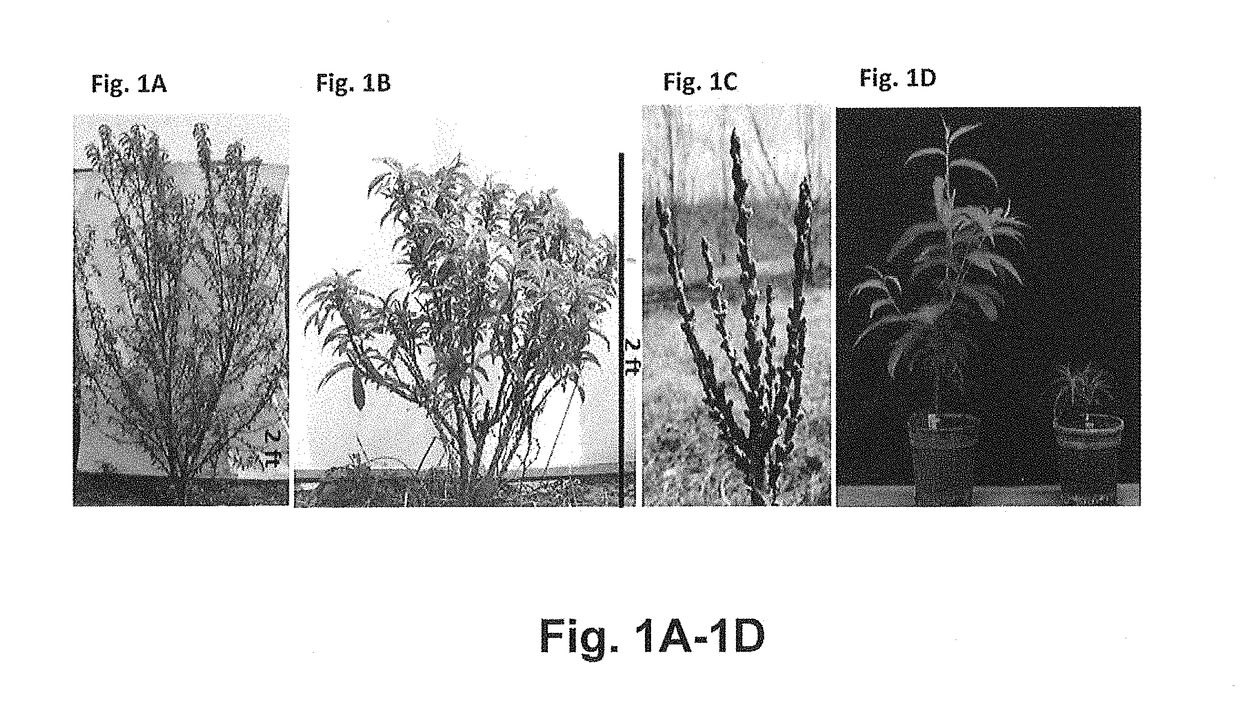 Effect of PpeGID1c on vegetative growth of fruit trees
