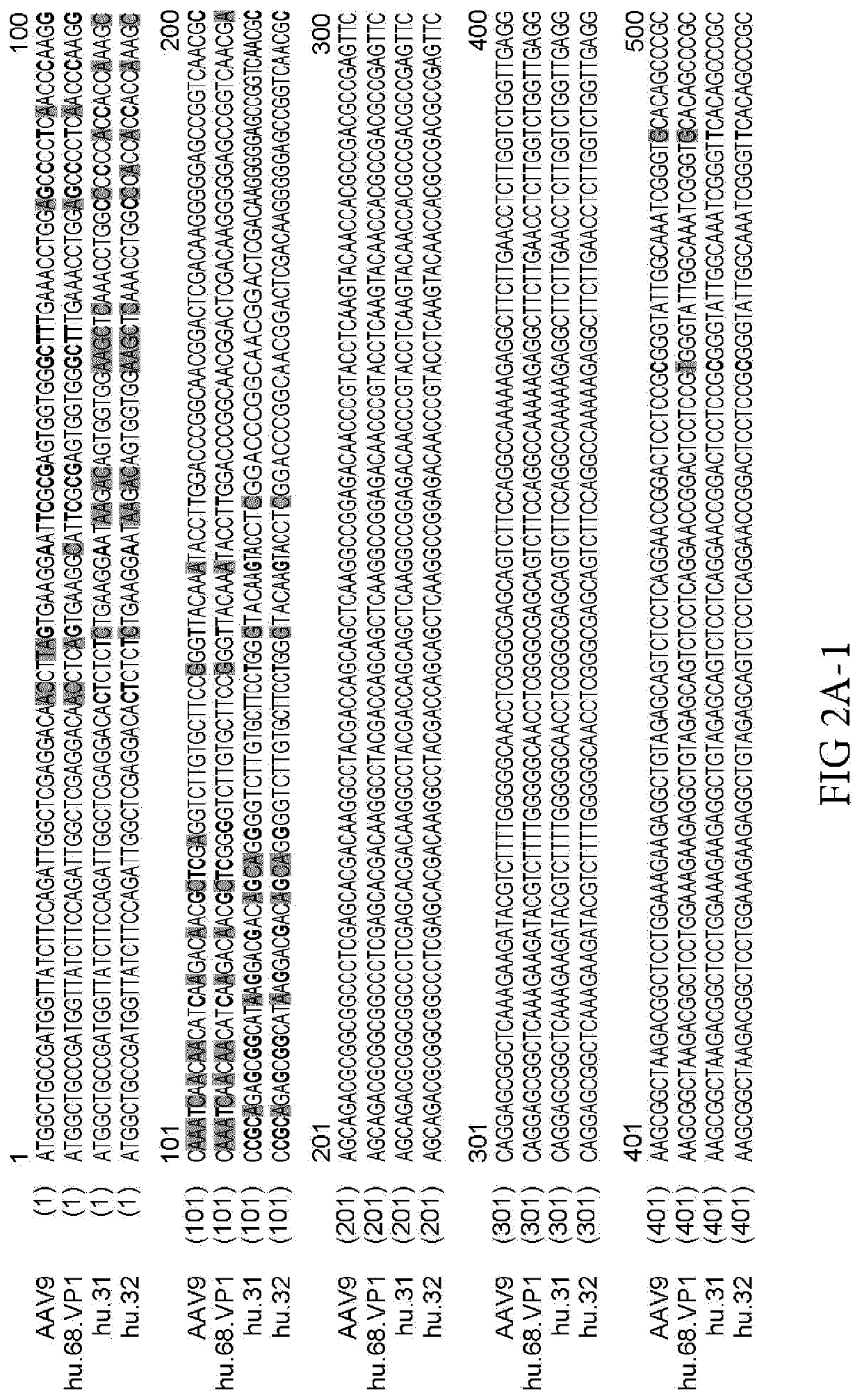 Novel adeno-associated virus (AAV) clade f vector and uses therefor
