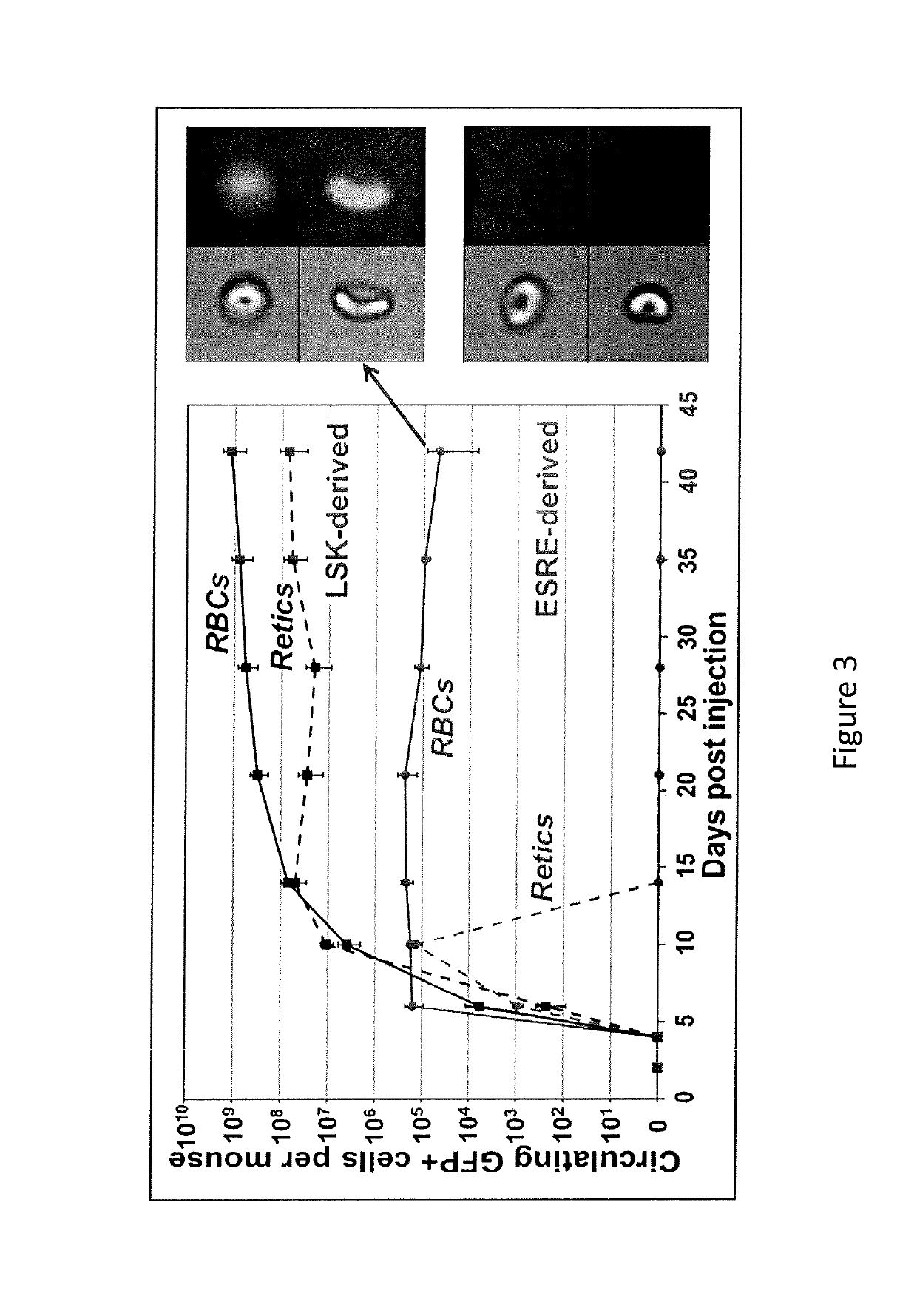 Human extensively self-renewing erythroblasts (ESRE)