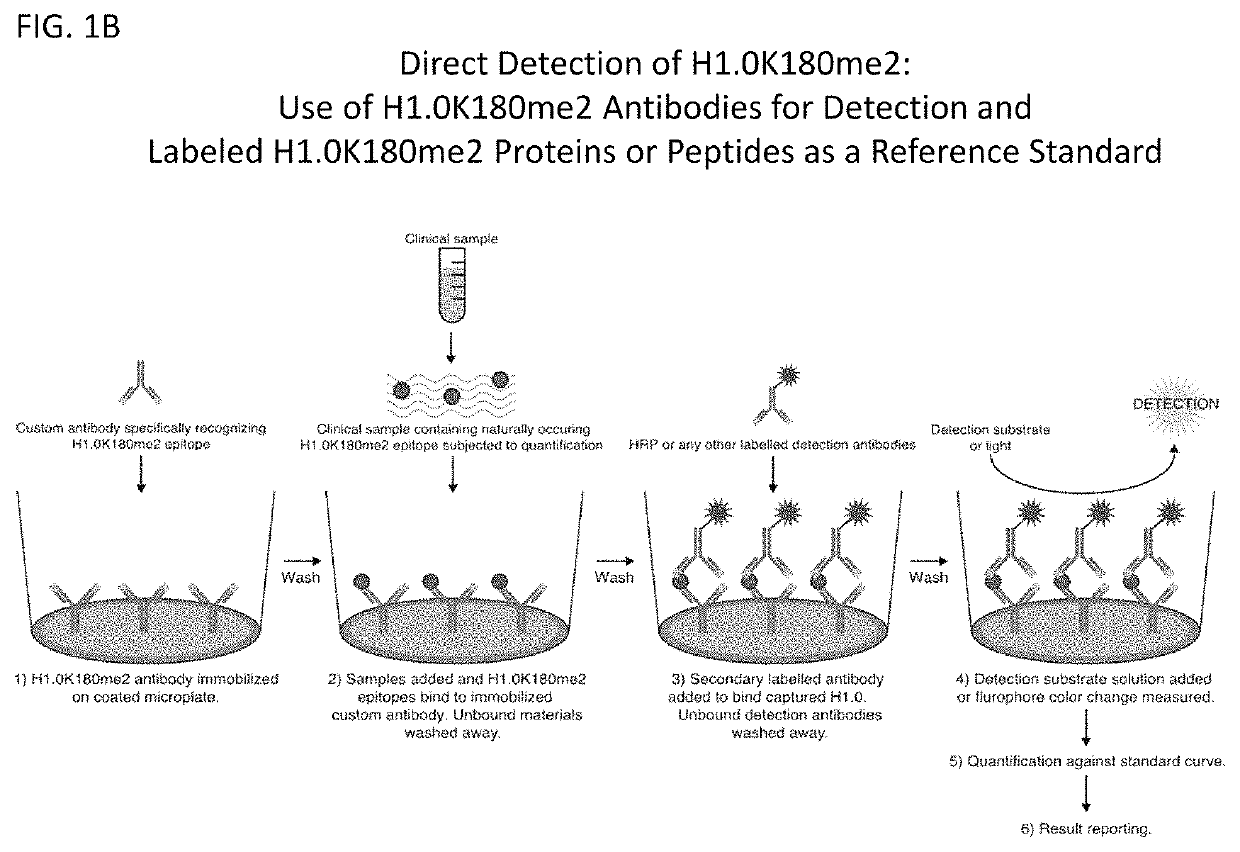 Compositions and methods related to the methylation of histone H1.0 protein