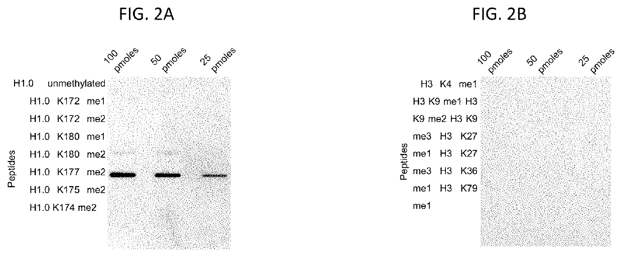 Compositions and methods related to the methylation of histone H1.0 protein