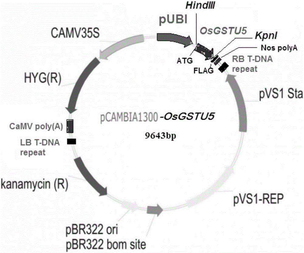 Rice cadmium-tolerant gene OsGSTU5, encoding protein thereof and application of rice cadmium-tolerant gene OsGSTU5