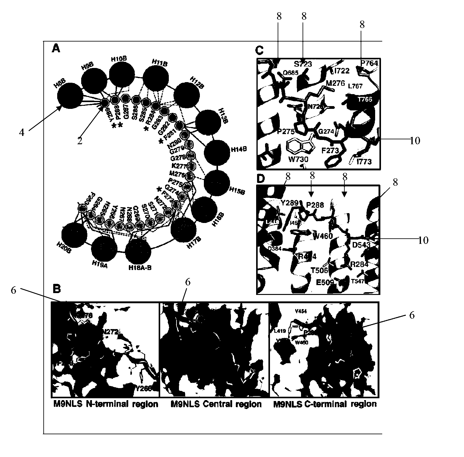 Methods and Compositions for Targeting Macromolecules Into the Nucleus