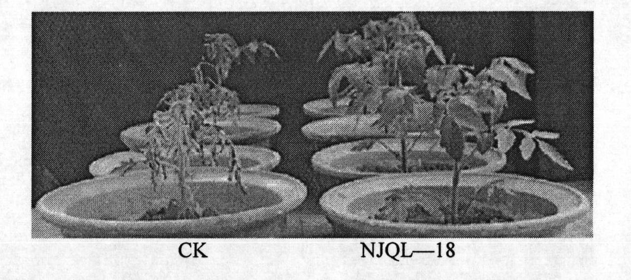 Antagonistic bacteria preventing and removing continuous cropping tomato bacterial wilt and microbial organic fertilizer thereof
