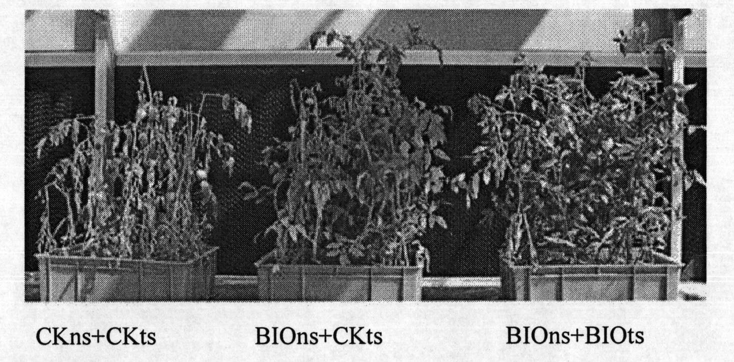 Antagonistic bacteria preventing and removing continuous cropping tomato bacterial wilt and microbial organic fertilizer thereof