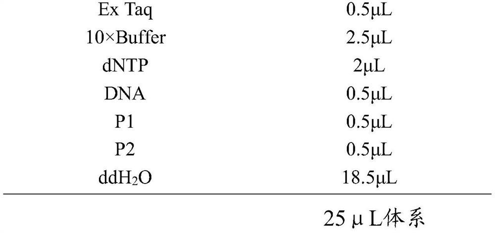 Bacillus amyloliquefaciens and application thereof to fermentation production of glutaminase