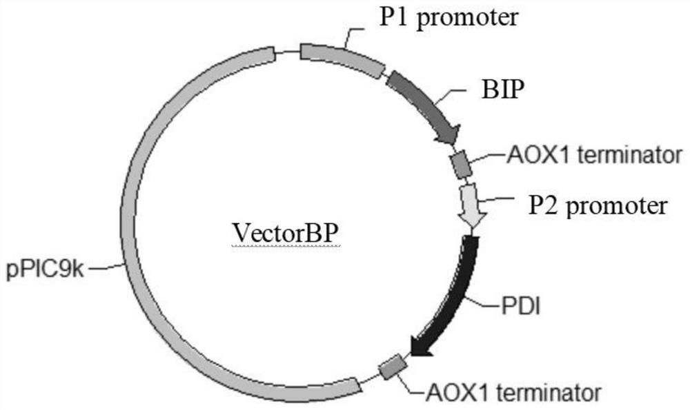 Molecular chaperone expression vector and strain for improving secretory expression of phytase in pichia pastoris