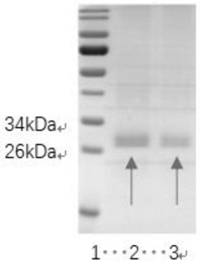 Truncated body based on novel coronavirus RBD-SD1 protein and application of truncated body