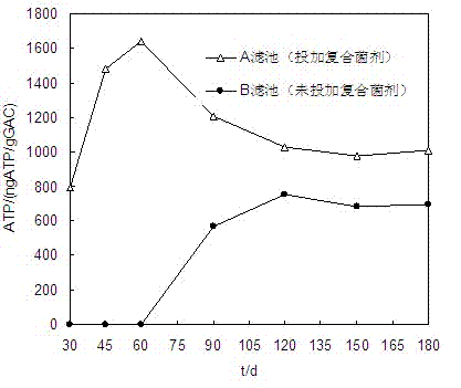 Preparation method and application for compound fungus agent for degrading organic matter