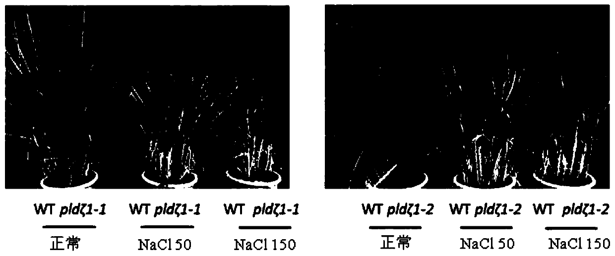 Application of Phospholipase pldζ1 Gene in Improving Salt Tolerance of Plants