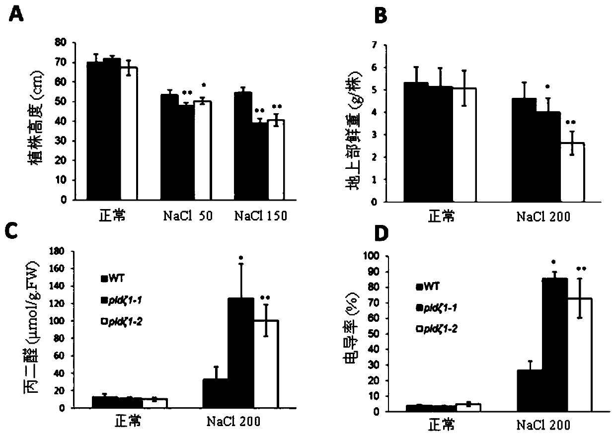 Application of Phospholipase pldζ1 Gene in Improving Salt Tolerance of Plants