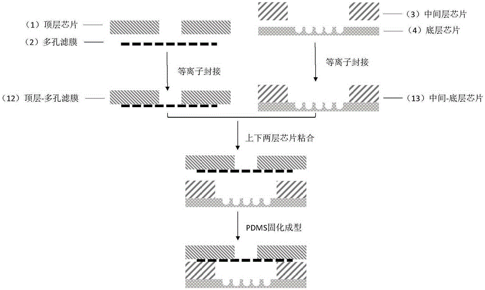 Transwell micro-fluidic chip combined with three-dimensional culture and preparation method of micro-fluidic chip