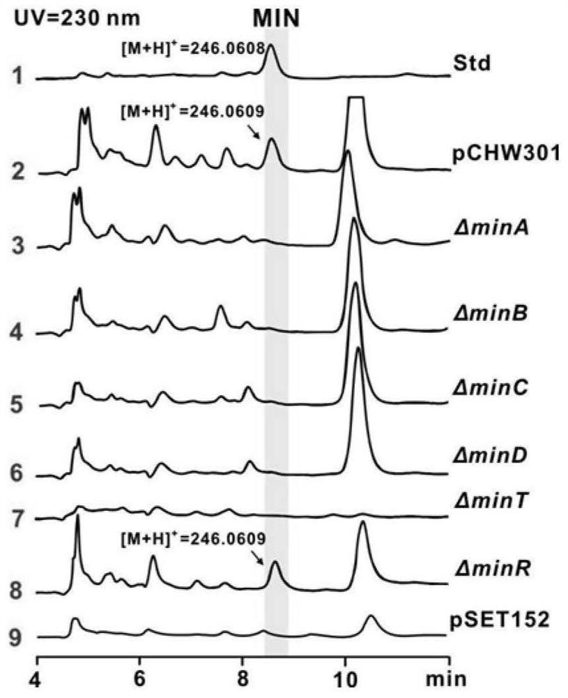 Minimalycin Biosynthetic Gene Cluster, Recombinant Bacteria and Their Applications