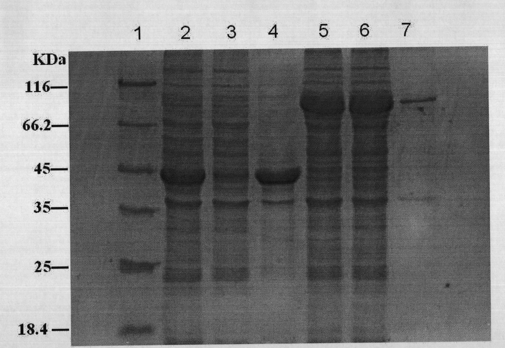 Escherichia coli protein expression vector using trigger factor as fusion tag and construction method and application thereof