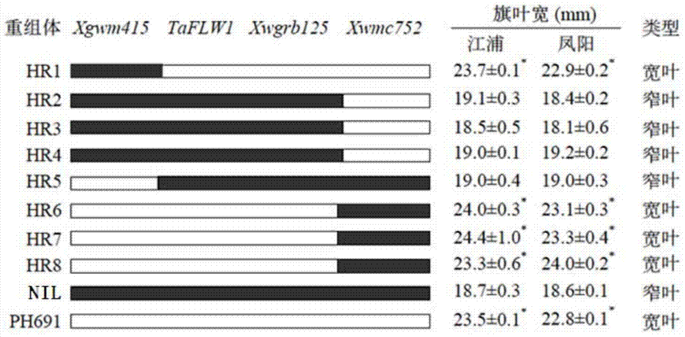 Molecular marker wgrb125 of wheat flag leaf width gene taflw1 and its application