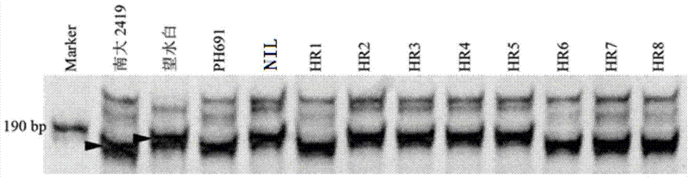 Molecular marker wgrb125 of wheat flag leaf width gene taflw1 and its application