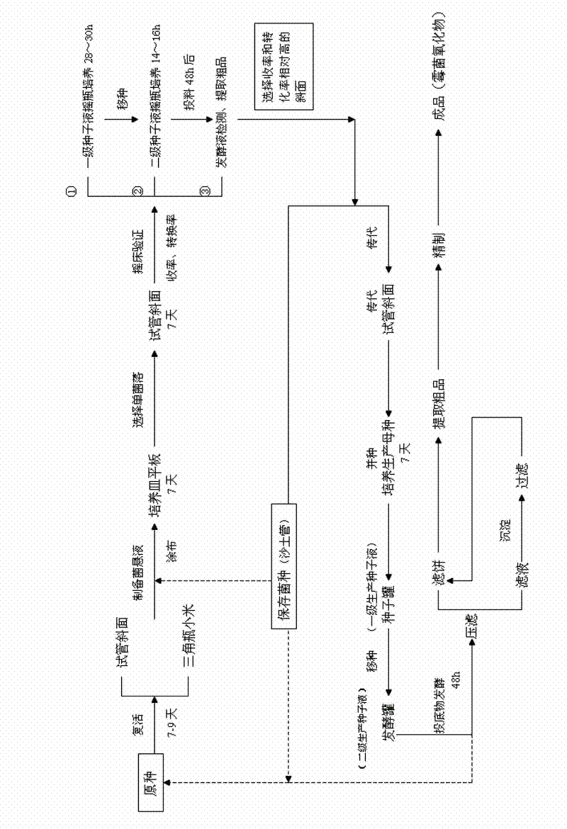 Meterhizium anisopliae and application thereof