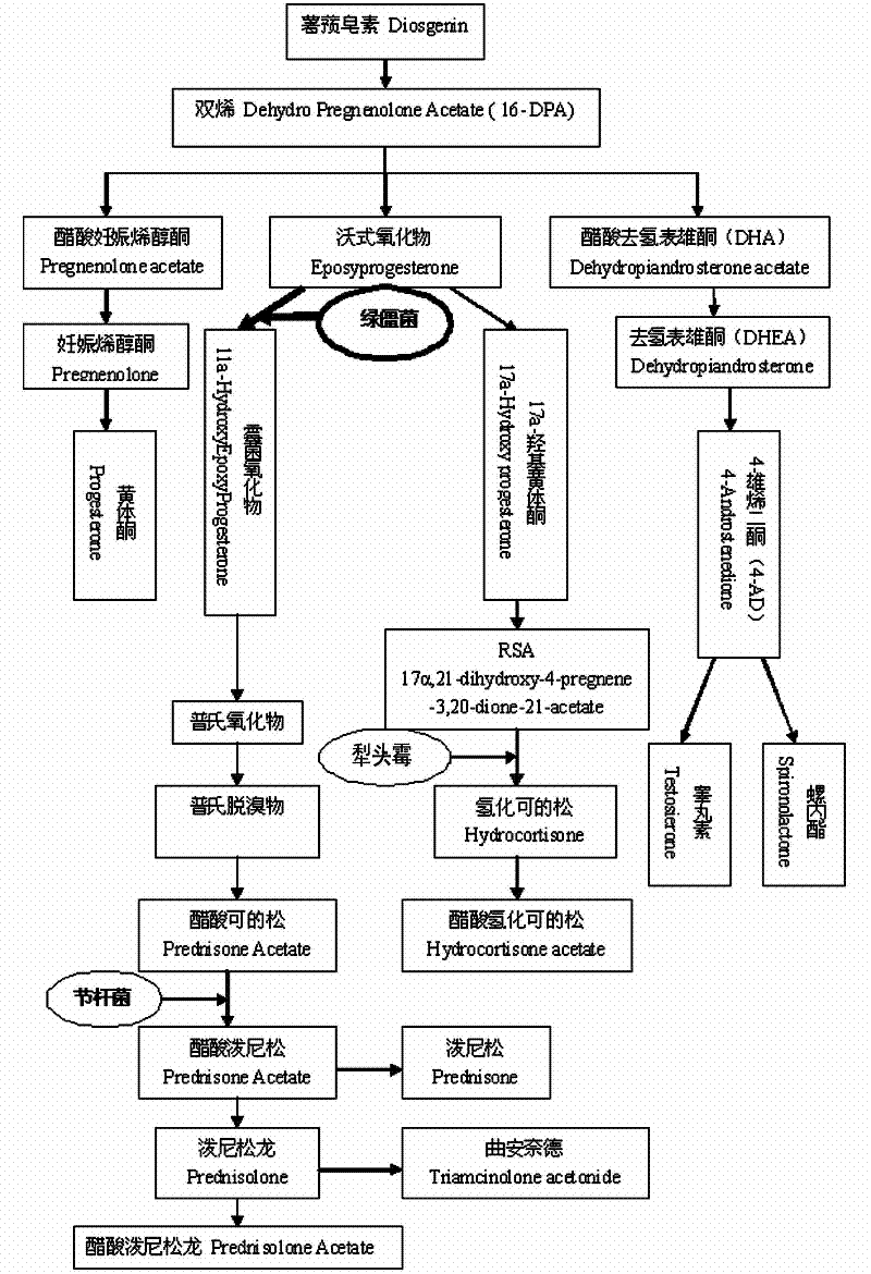 Meterhizium anisopliae and application thereof