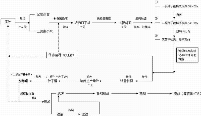 Meterhizium anisopliae and application thereof