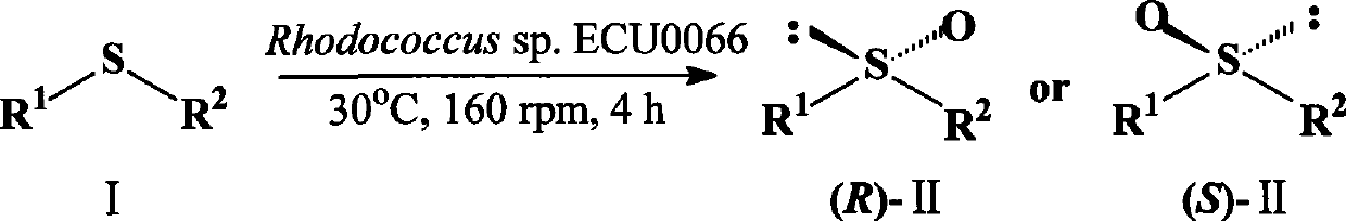 A strain of Rhodococcus and use thereof for preparing optical pure chiral sulphoxide