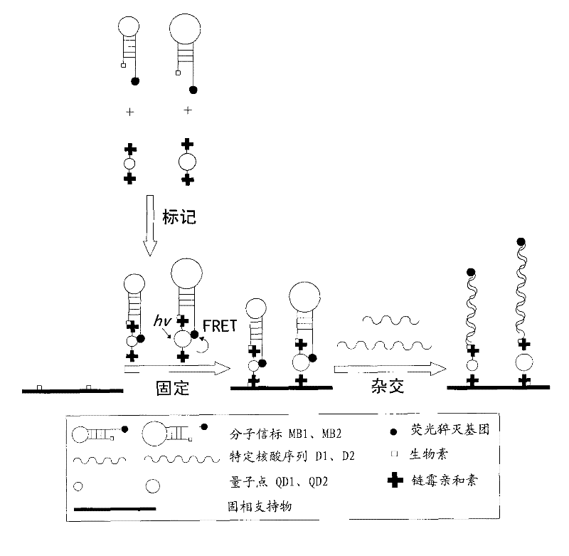 Multi-target quantum-dot mark nucleic acid chip and preparation method and detection method thereof