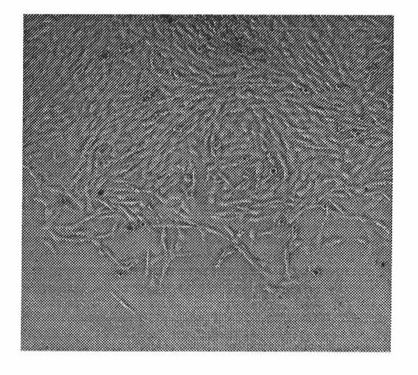 Method for establishing and detecting amniotic fluid stem cell line of pig