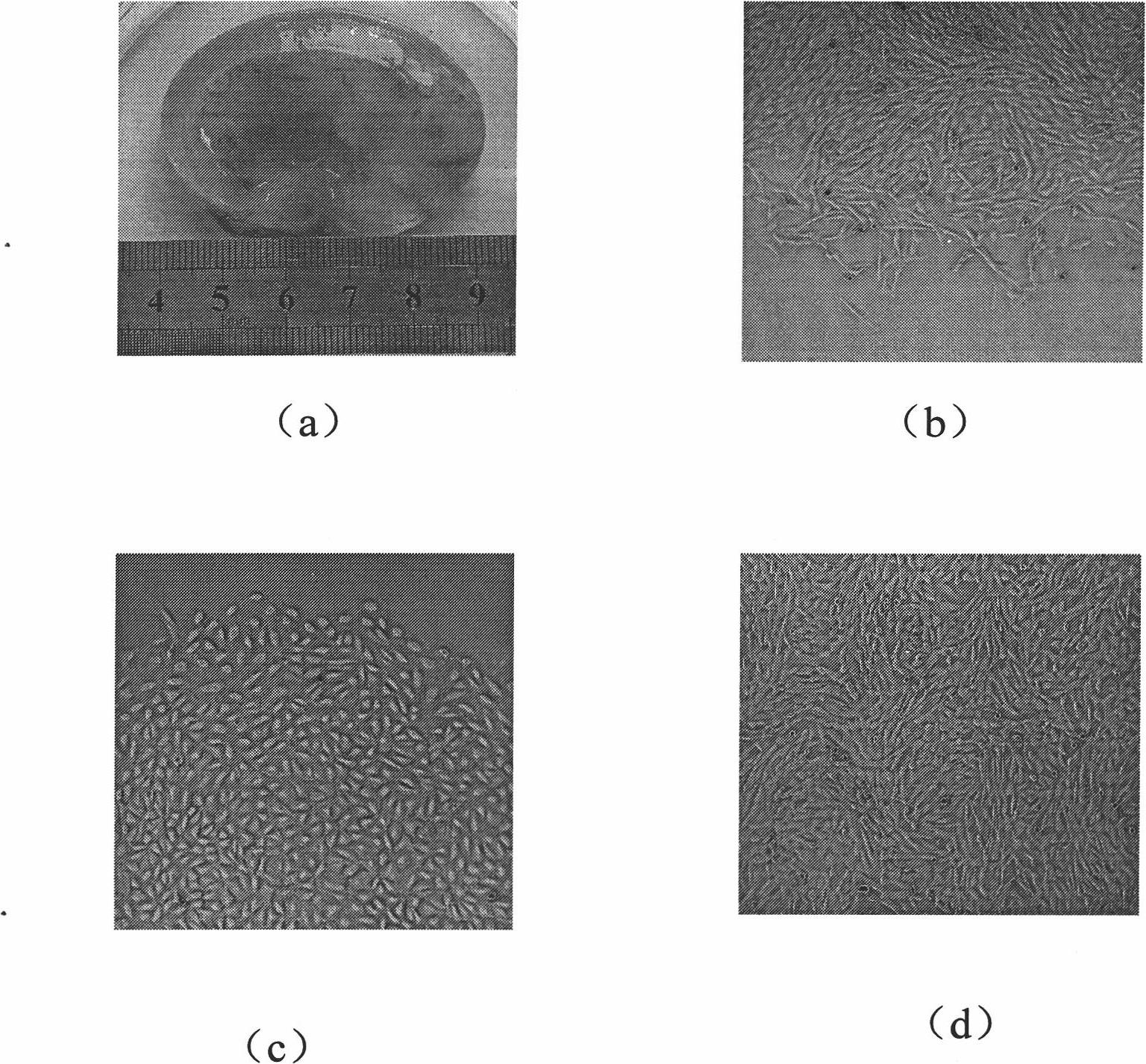 Method for establishing and detecting amniotic fluid stem cell line of pig