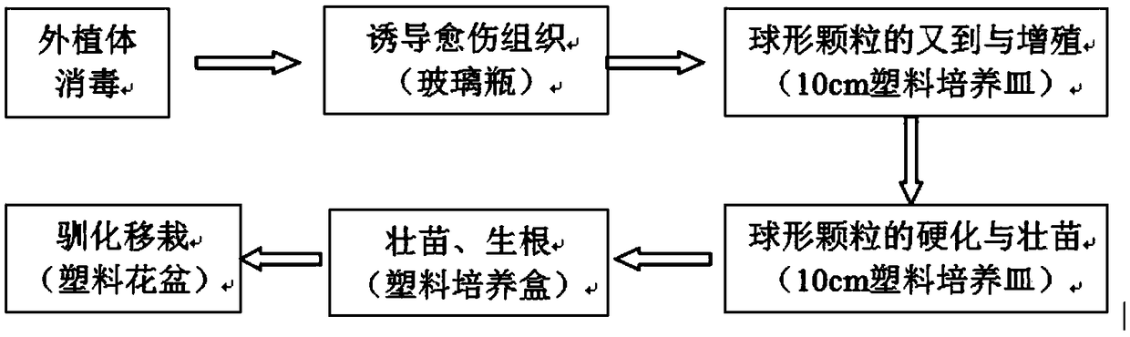 Tissue culture method for succulent adromischus marianiae hallii