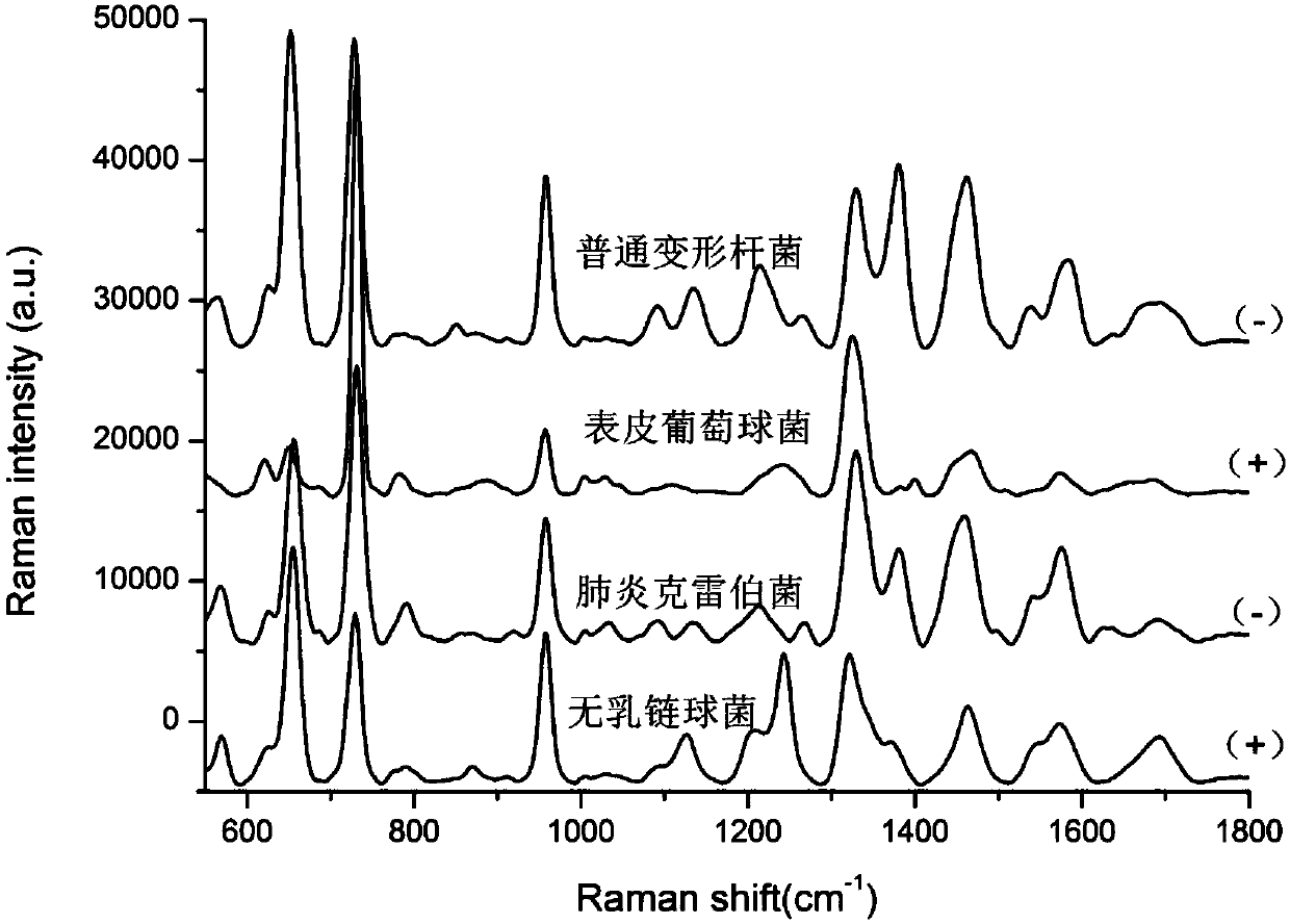Rapid identification method for carbapenem drug susceptibility, based on Raman spectra technology