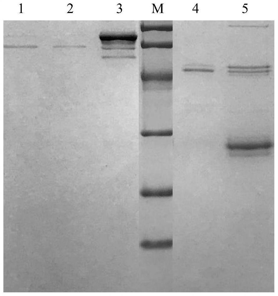 A method for preparing activated porcine plasma coagulation factor X