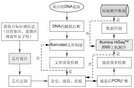 Application of mutated gene PRPF4 in preparation of hereditary retinal disease diagnosis reagent