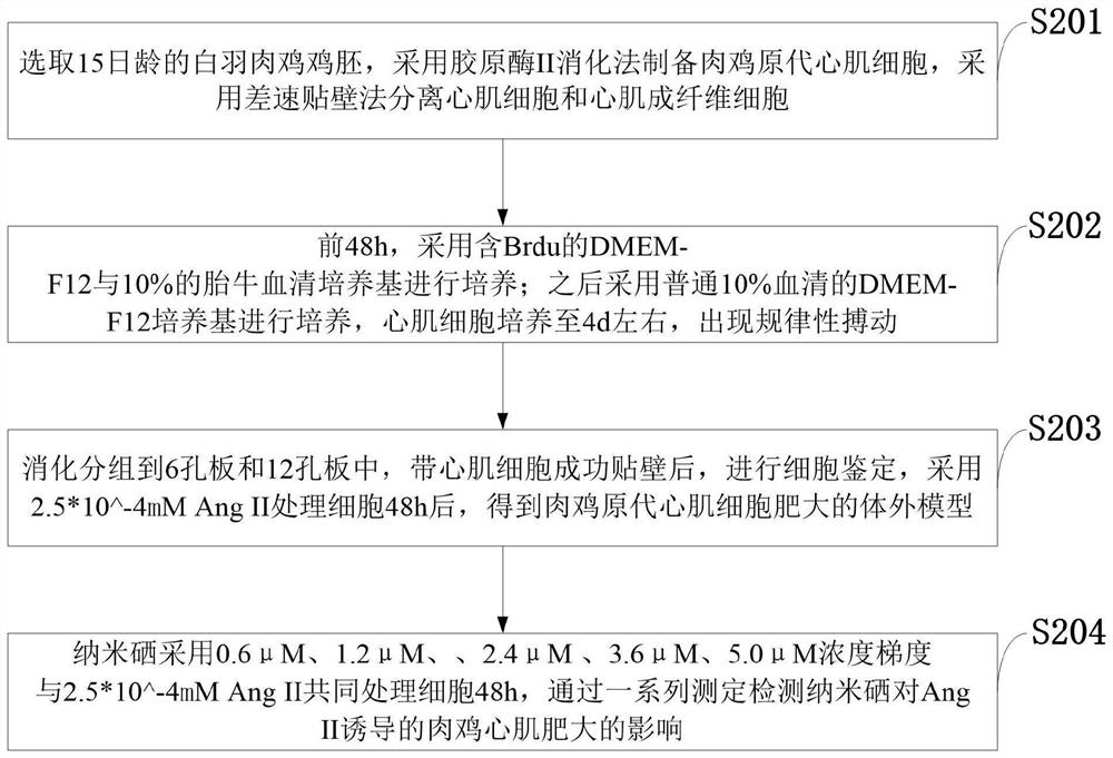 Drug for inhibiting myocardial hypertrophy and construction method of model