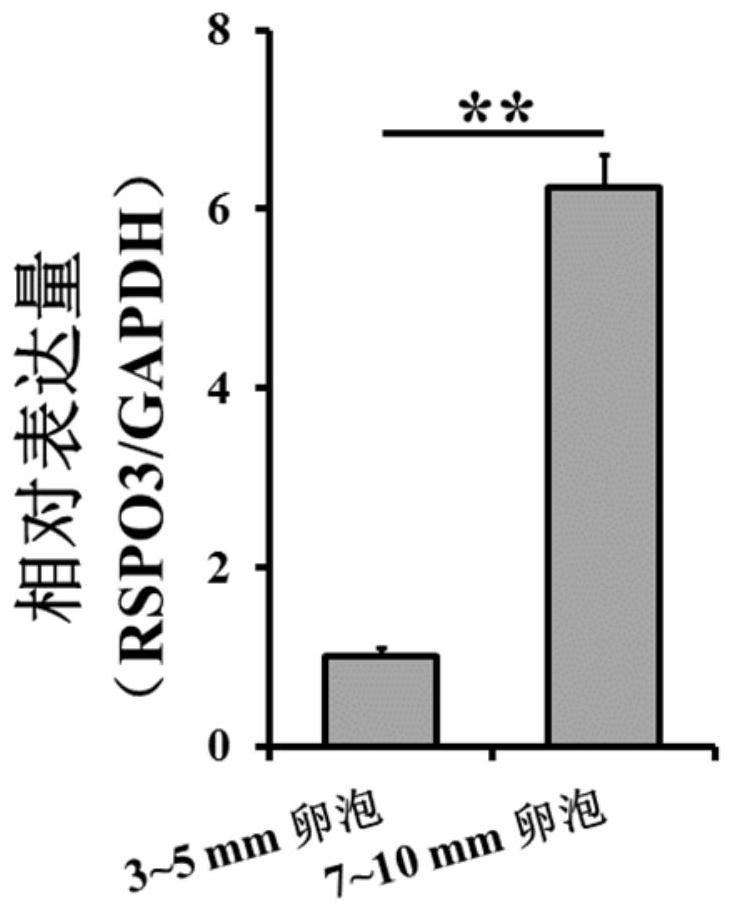 Application of rspo3 gene in sow ovary granulosa cells
