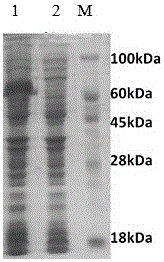 Toxoplasma gondii tandem multi-epitope gene ELISA detection kit