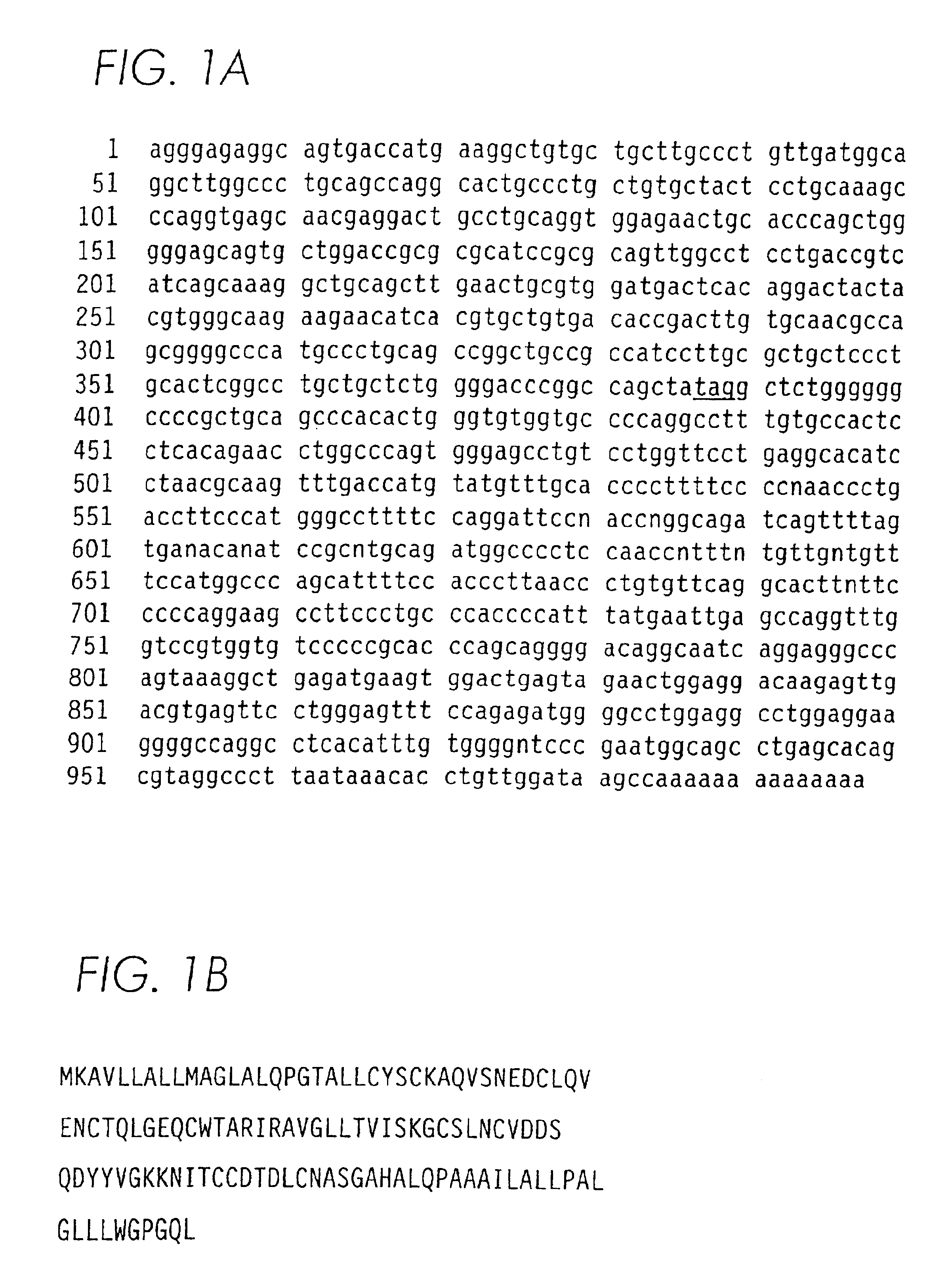 PSCA: prostate stem cell antigen and uses thereof