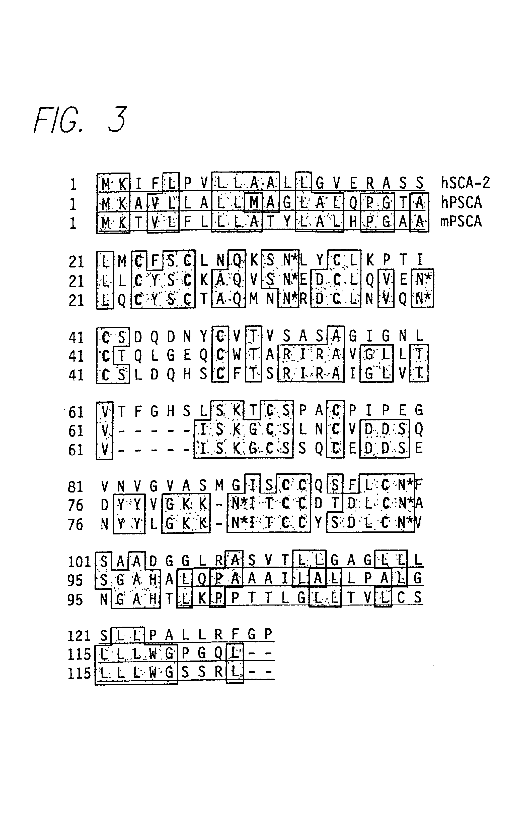 PSCA: prostate stem cell antigen and uses thereof