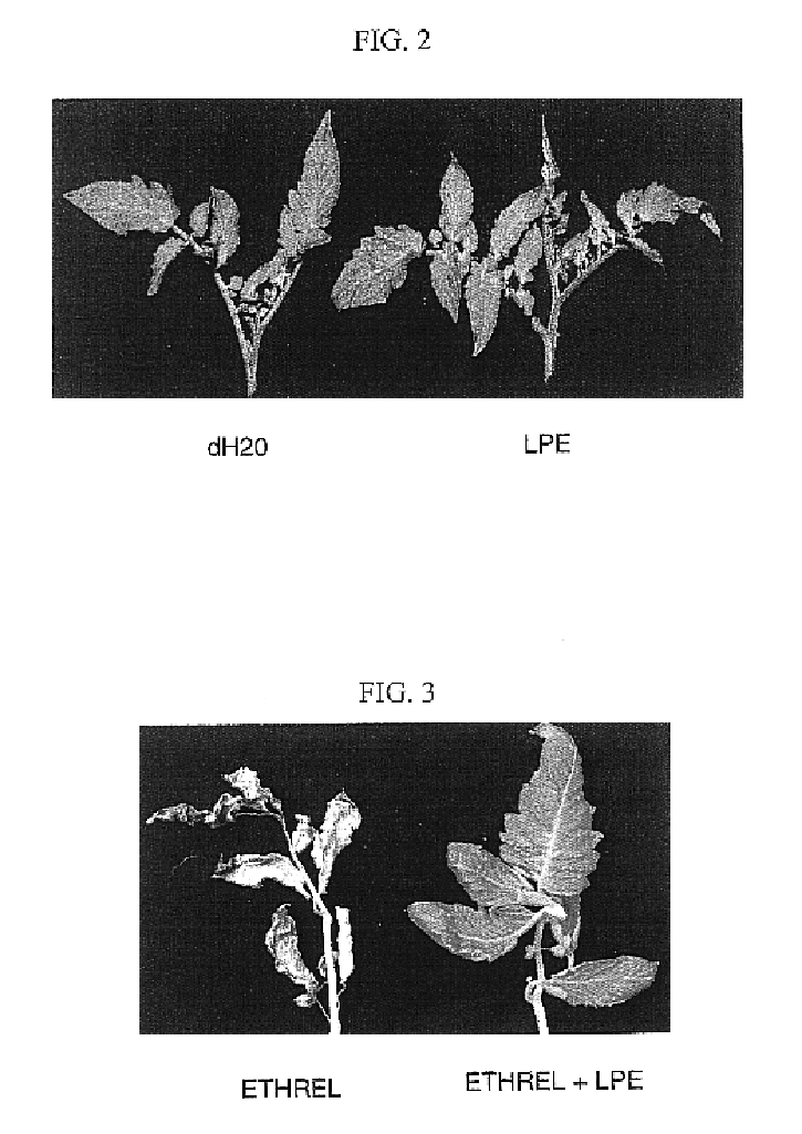 Methods for enhancing plant health, protecting plants from biotic and abiotic stress related injuries and enhancing the recovery of plants injured as a result of such stresses