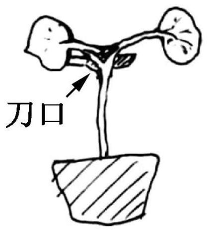 Efficient Splitting Method for Dicotyledon Seedlings and Young Twigs