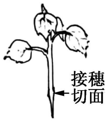 Efficient Splitting Method for Dicotyledon Seedlings and Young Twigs