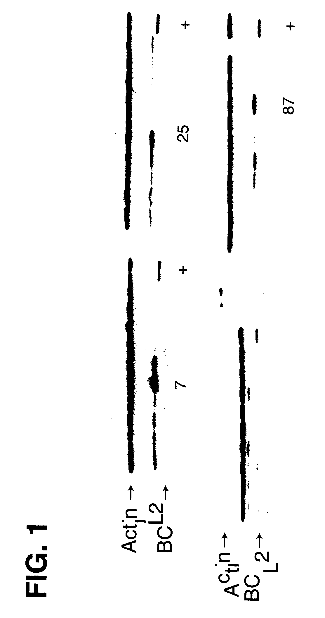 Methods and Compositions for Mammalian Cell Lines for Transfection and Protein Expression in Serum-Free Medium