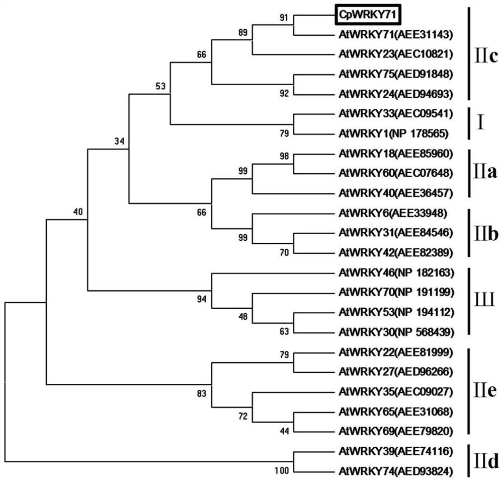 Cloning and application of cpwrky transcription factor gene cpwrky71 and its promoter