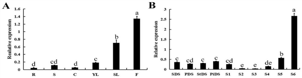 Cloning and application of cpwrky transcription factor gene cpwrky71 and its promoter