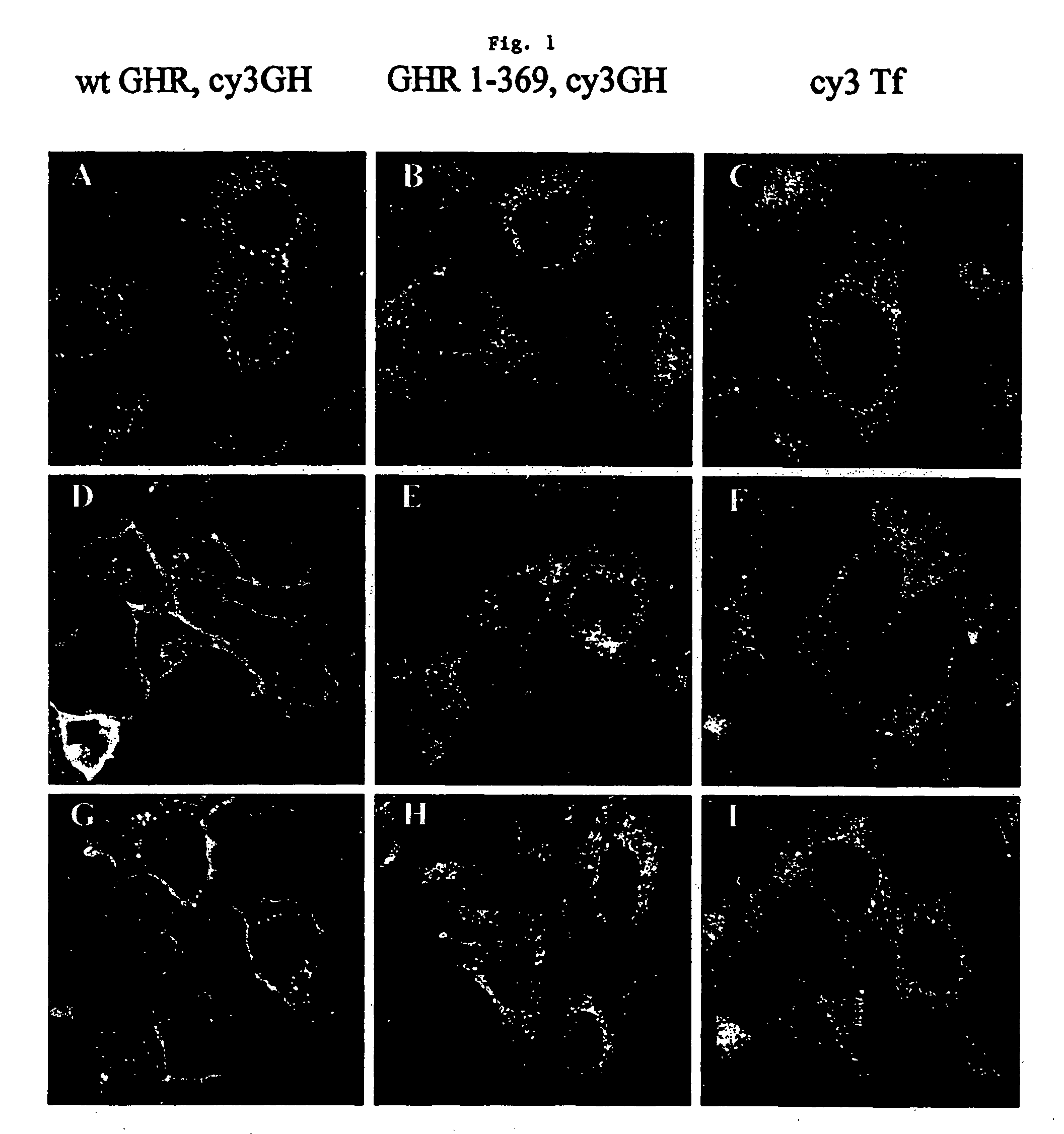 Controlling availability or activity of proteins by use of protease inhibitors or receptor fragments